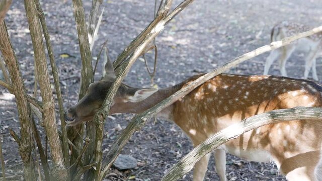 The deer eats,a young and beautiful deer without horns,a hungry,wild animal