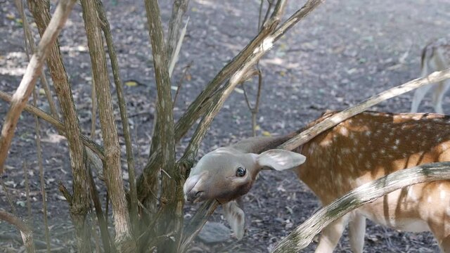 A young deer scratches its neck against a tree,a beautiful deer animal in the wild,close up