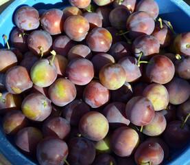 ripe purple garden ripened plums and blackthorn for a healthy fortified diet