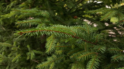 Green spruce twig with needles against the background of other coniferous branches in natural environment.