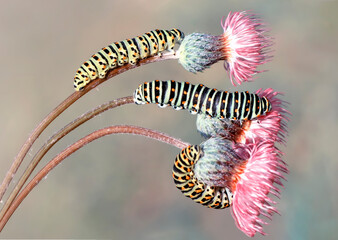 Macro shots, Beautiful nature scene. Close up beautiful caterpillar of butterfly  