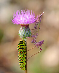 Close up of pair of Beautiful European mantis ( Mantis religiosa )