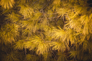 Pine tree needles closeup