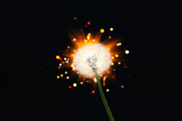 Obraz premium dandelion flower on shiny firework background