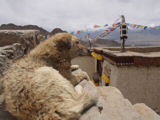 A dog staring at something, Leh, Ladakh, Jammu and Kashmir, India