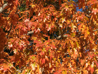 autumn leaves background