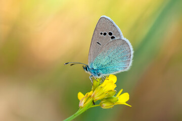 Macro shots, Beautiful nature scene. Closeup beautiful butterfly sitting on the flower in a summer garden.