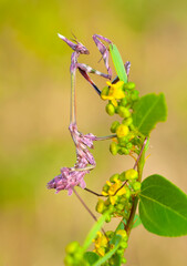 Close up of pair of Beautiful European mantis ( Mantis religiosa )