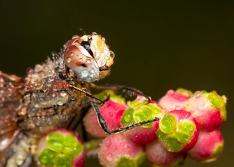 Macro shots, showing of eyes dragonfly and wings detail. Beautiful dragonfly in the nature habitat.
