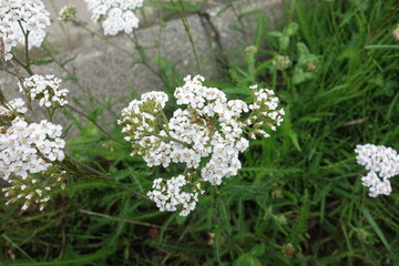 北海道の夏の花