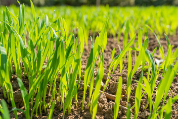 Vibrant green grass close up. Selective focus. High quality photo