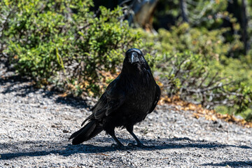 Common Raven (Corvus corax), Yellowstone National Park