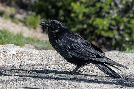 Common Raven (Corvus corax), Yellowstone National Park