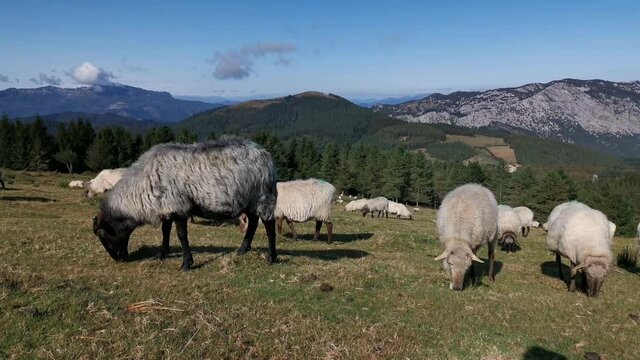 Flock of sheep grazing peacefully in Urkiola