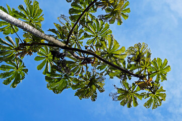 Obraz premium Cecropia tree and blue sky