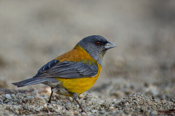 pequeña ave amarilla y gris en primer plano parada sobre la arena (Spinus magellanicus)	