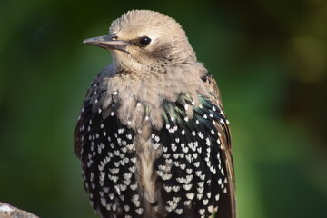 Obraz premium Juvenile Starling