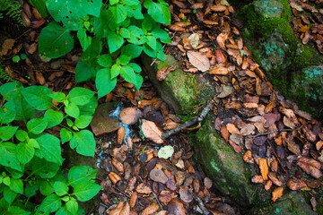 green moss on the tree