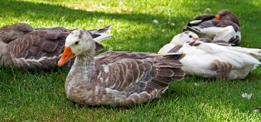 Geese resting on the grass