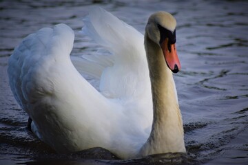 Naklejka premium Swan