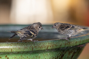 birds at birdbath