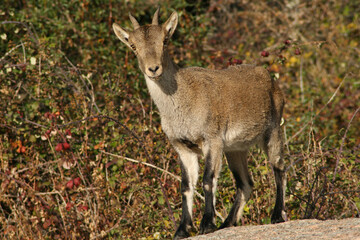 Mountain goat very curious staring