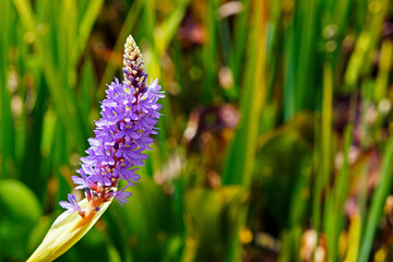 Pickerelweed (Pontederia cordata), aquatic plant