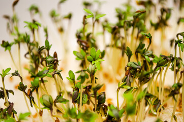 Growing watercress from seeds at home. The concept of healthy eating and vegetarianism.