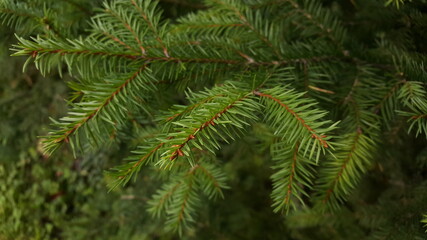 Green live spruce twig close-up with needles in the natural environment.