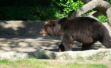 brown bear in the woods