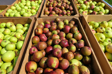 Harvest of red and green apples packed in wooden boxes