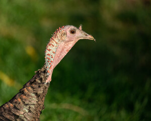 wild turkey head