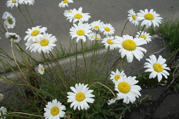 北海道の夏の花