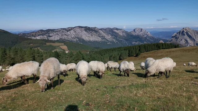 Flock of sheep grazing peacefully in Urkiola