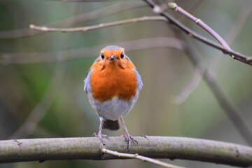 Robin