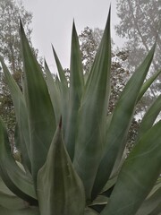 Obraz premium Maguey