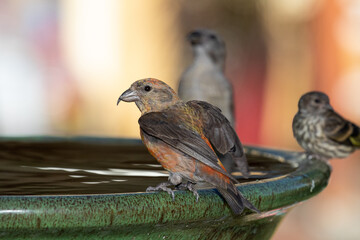 crossbill bird