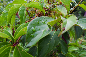 dew on leaf