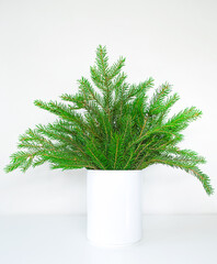 Conceptual image with spruce tree branches in a face like vase standing on a piece of moss isolated on a white background