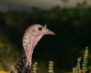 wild turkey head