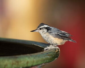 Nuthatch