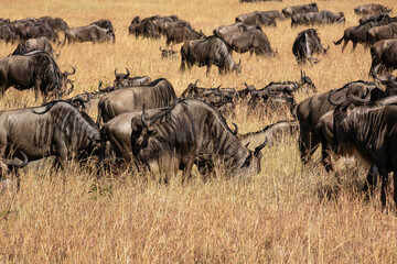 Fototapeta na wymiar ケニアのマサイマラ国立保護区で見かけた、草原にいるヌーの大群