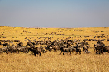 Fototapeta na wymiar ケニアのマサイマラ国立保護区で見かけた、草原にいるヌーの大群と青空