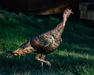 wild turkey