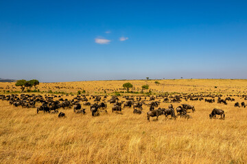 Fototapeta na wymiar ケニアのマサイマラ国立保護区で見かけた、草原にいるヌーの大群と青空