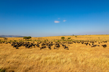 Plakat ケニアのマサイマラ国立保護区で見かけた、草原にいるヌーの大群と青空