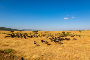 Obraz na płótnie Canvas ケニアのマサイマラ国立保護区で見かけた、草原にいるヌーの大群と青空