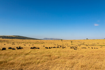 Fototapeta na wymiar ケニアのマサイマラ国立保護区で見かけた、草原にいるヌーの群れと青空