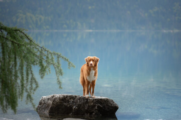 dog on a mountain lake . Nova Scotia Duck Tolling Retriever at water. travel with a pet