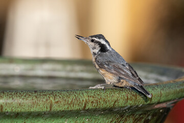 Nuthatch bird